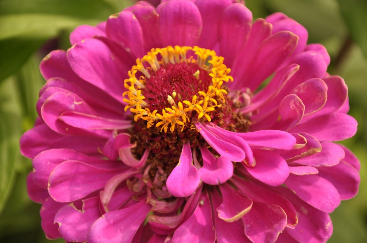 Year-round gardening: Get garden started by sowing seeds indoors