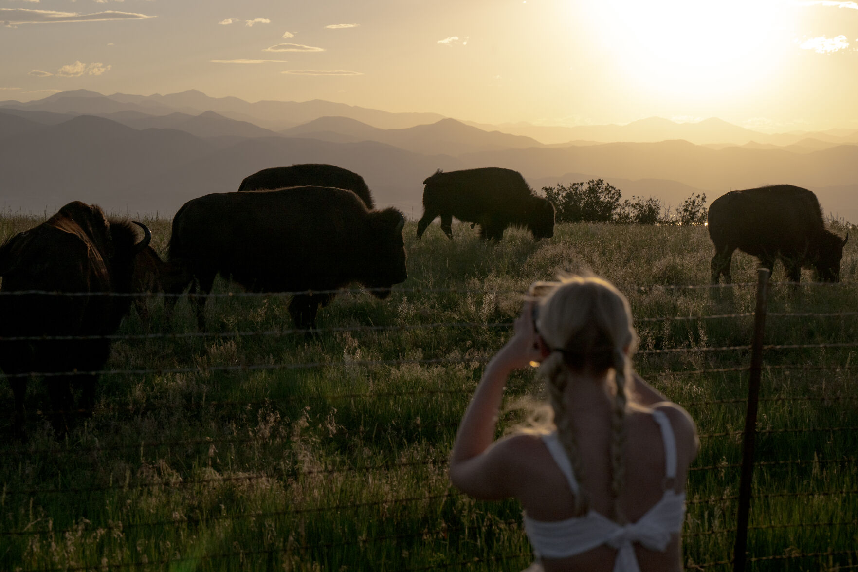 Pedestrians watch as bison graze Daniels Park on July 11, 2023. (Parker Seibold, The Gazette) (Parker Seibold)
