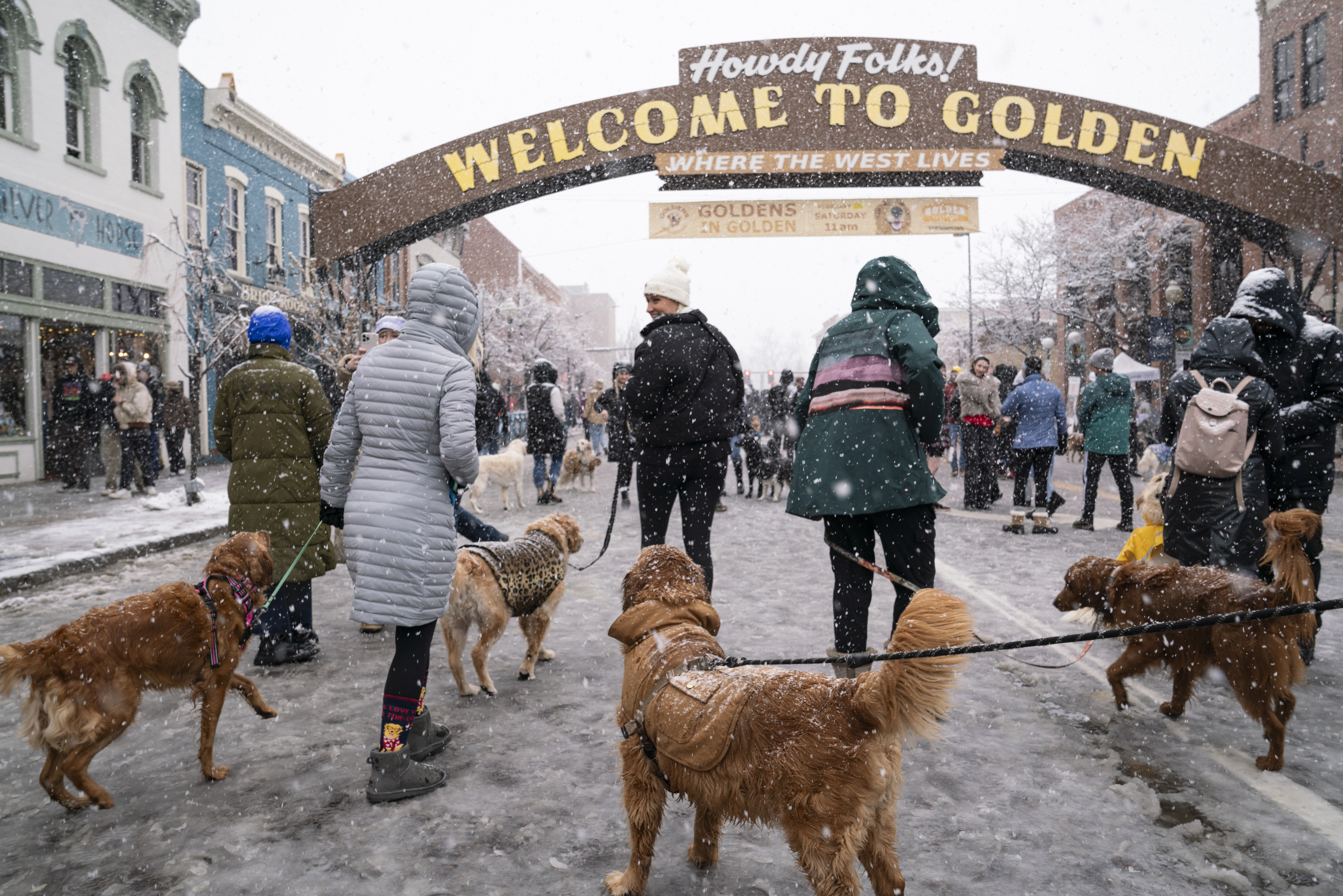 Golden retrievers walk down Washington Ave. in Golden, Colorado on Saturday, February 3, 2024. The snow didn’t stop owners from bringing their pets to the annual event on National Golden Retriever Day. (Rebecca Slezak)