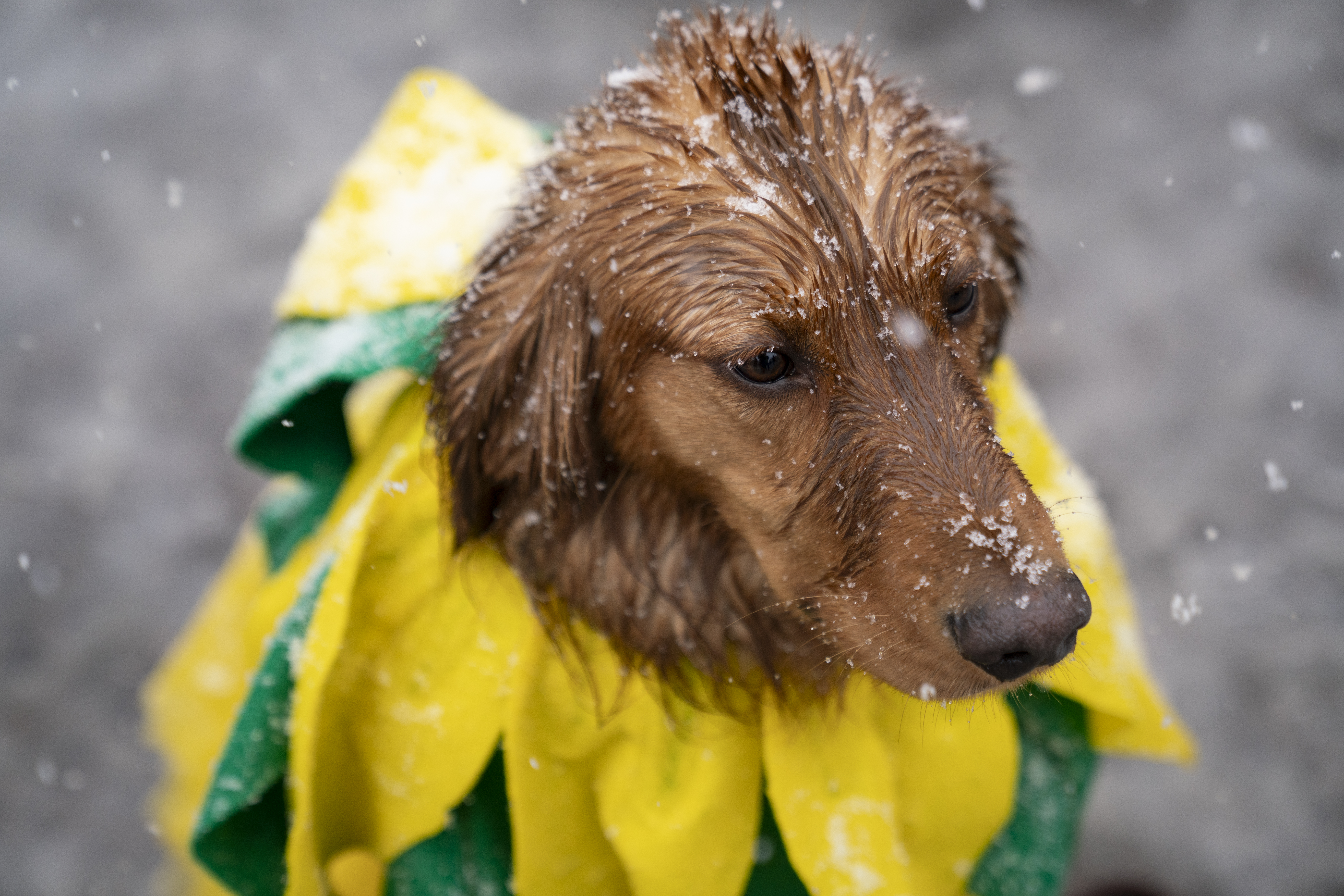 Pumpkin the dog, 3, sits on Washington Ave. in Golden, Colorado on Saturday, February 3, 2024. The snow didn’t stop owners from bringing their pets to the annual event on National Golden Retriever Day. (Rebecca Slezak)