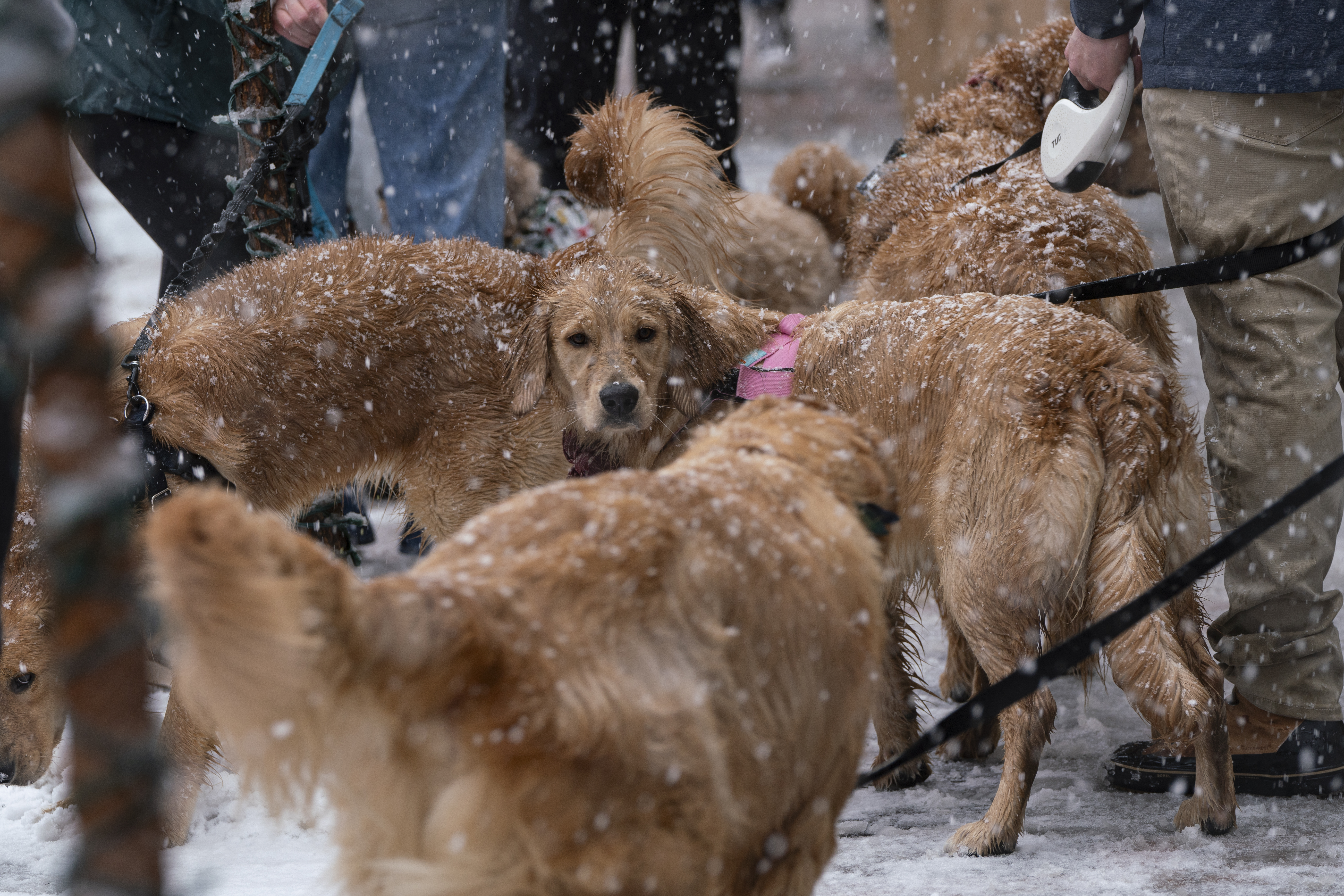 Golden retrievers on Washington Ave. in Golden, Colorado on Saturday, February 3, 2024. The snow didn’t stop owners from bringing their pets to the annual event on National Golden Retriever Day. (Rebecca Slezak)