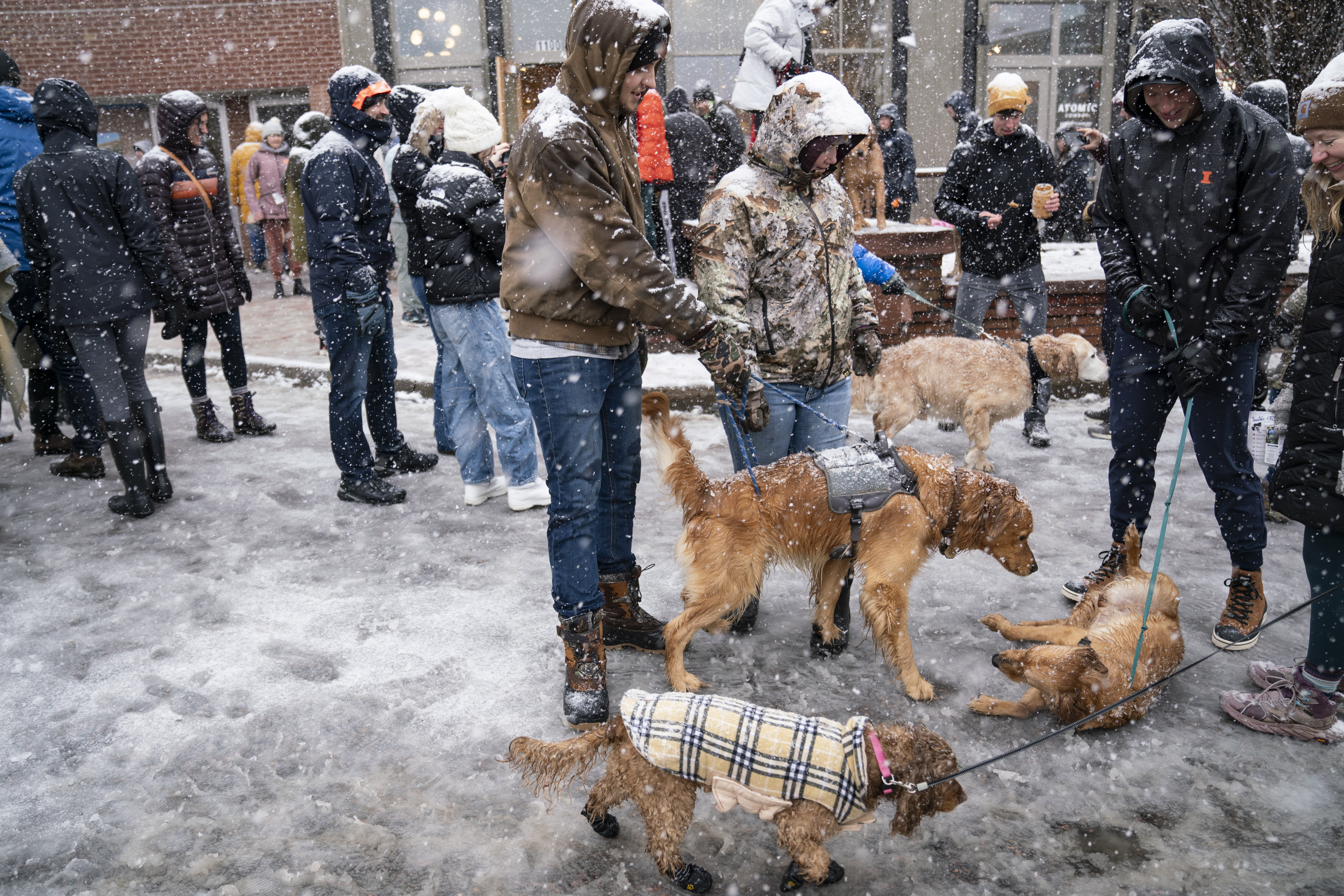 Golden Retrievers play in the snow on Washington Ave. in Golden, Colorado on Saturday, February 3, 2024. The snow didn’t stop owners from bringing their pets to the annual event on National Golden Retriever Day. (Rebecca Slezak)