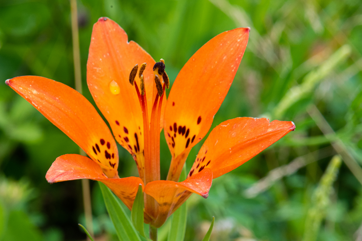 A look at one of Colorado's rarest wildflowers - Denver Gazette
