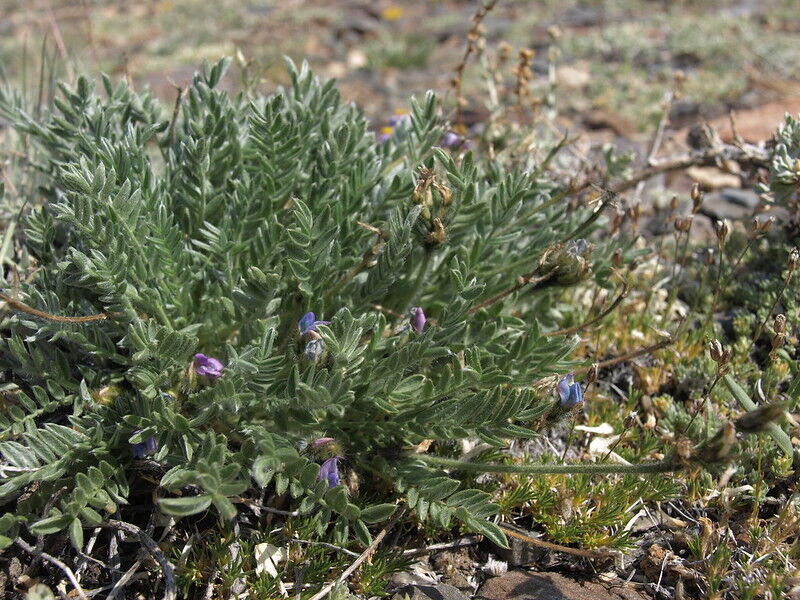 Parry's Locoweed. Photo Credit: Jim Morefield (Flickr).