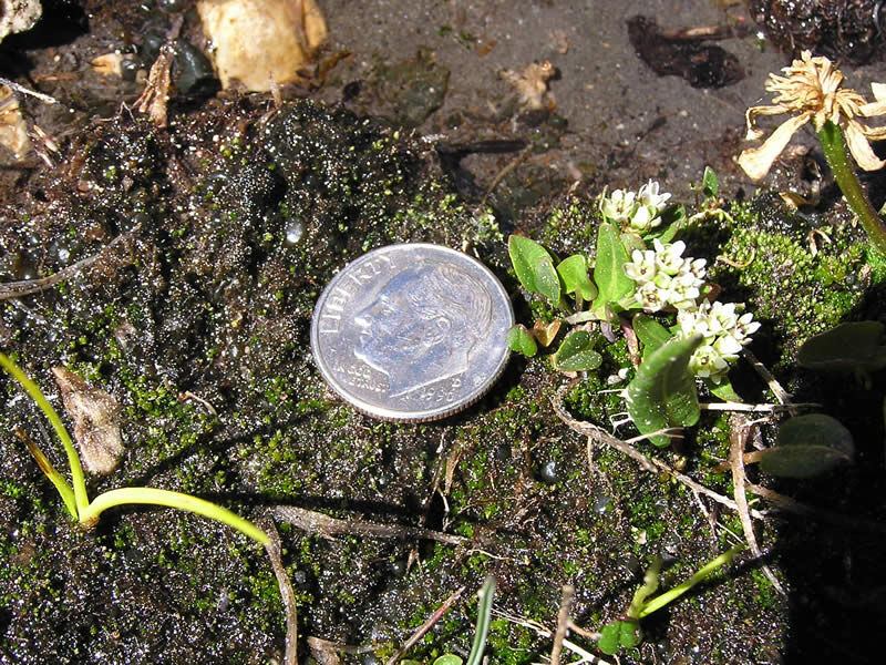 Eutremia Penlandii. Photo: USFS (Wikimedia Commons.