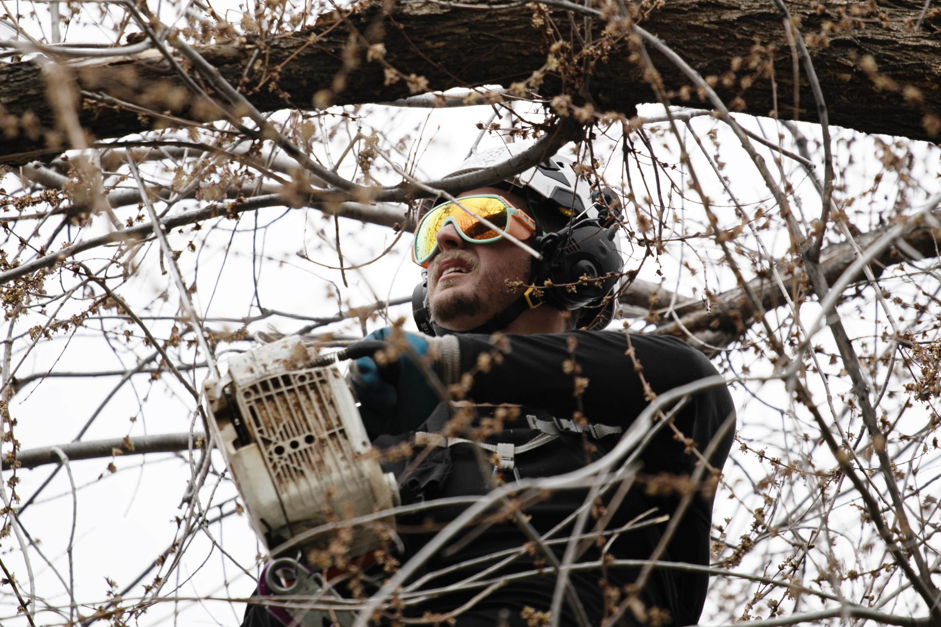 FILE PHOTO: Ian Nichols uses a chainsaw to remove dead branches from an elm tree of a resident's yard in Aurora, Colo. on Tuesday, March 12, 2024. (TomHellauerMultimedia Producertom.hellauer@denvergazette.comhttps://denvergazette.com/content/tncms/avatars/f/9e/622/f9e6228a-3b6b-11ed-bf10-fbb71fa8e421.f54b911252c540f1d61709edc4727a39.png)