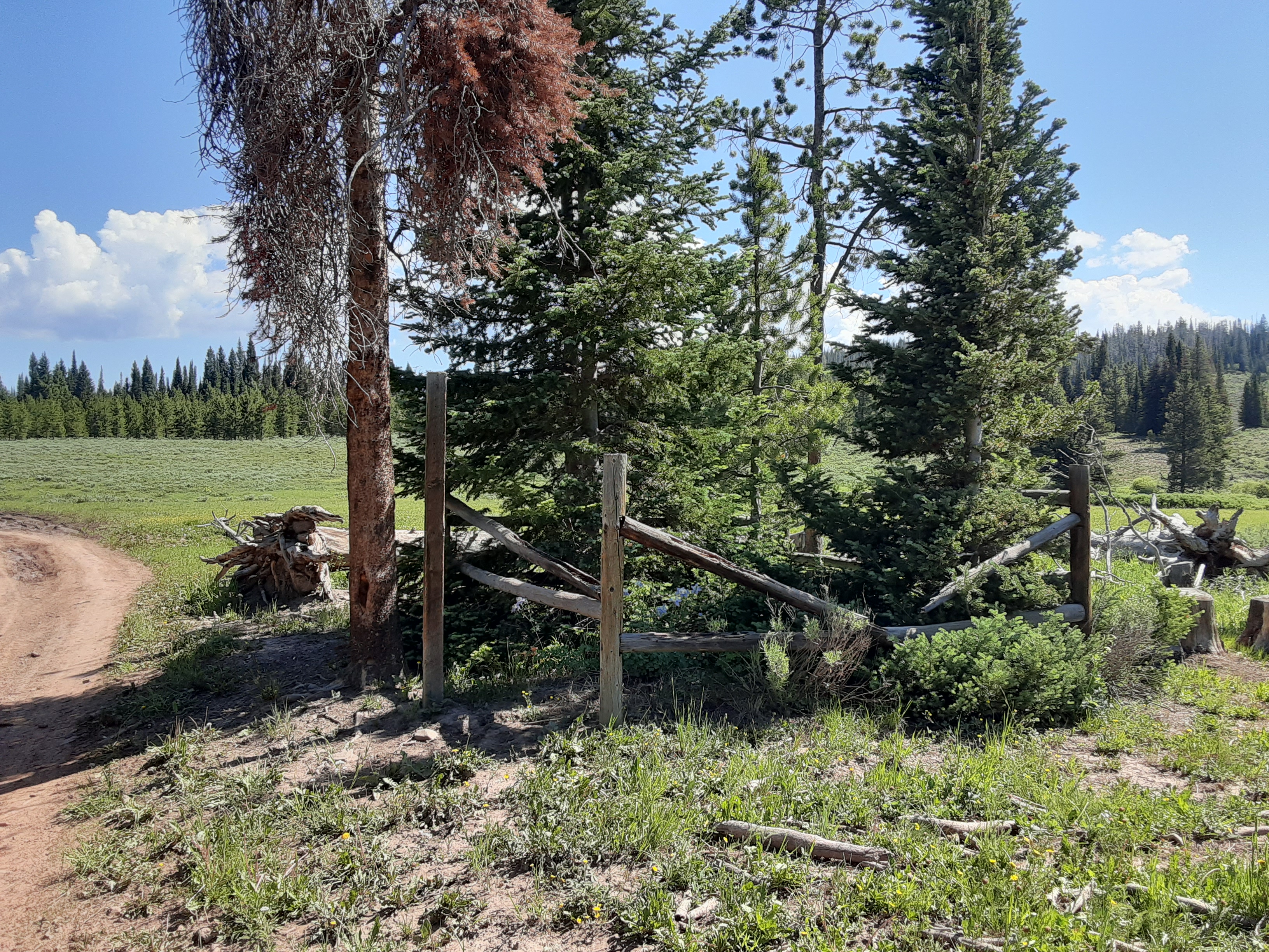 This is the grave of two sheepherders which a 1916 jury found were murdered by Joe Belardi. The gravesite is surrounded by wildflowers and marked with several firs and an aspen tree. The fence which surrounded the 10-by-10 foot square has been taken down and the sign