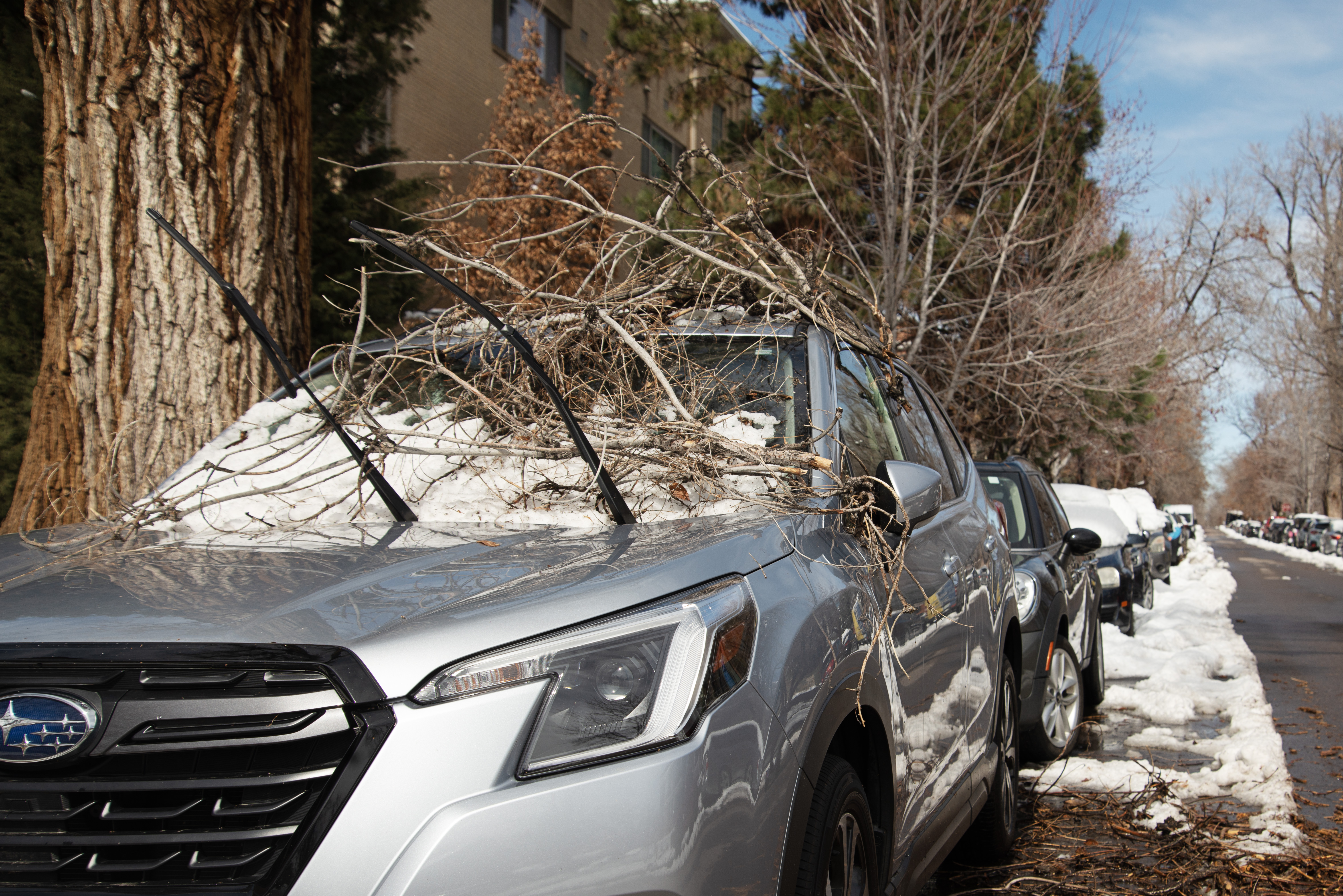 A car is covered in fallen branches following a large snowstorm in Denver on Friday, March 15, 2024. (TomHellauerMultimedia Producertom.hellauer@denvergazette.comhttps://denvergazette.com/content/tncms/avatars/f/9e/622/f9e6228a-3b6b-11ed-bf10-fbb71fa8e421.f54b911252c540f1d61709edc4727a39.png)