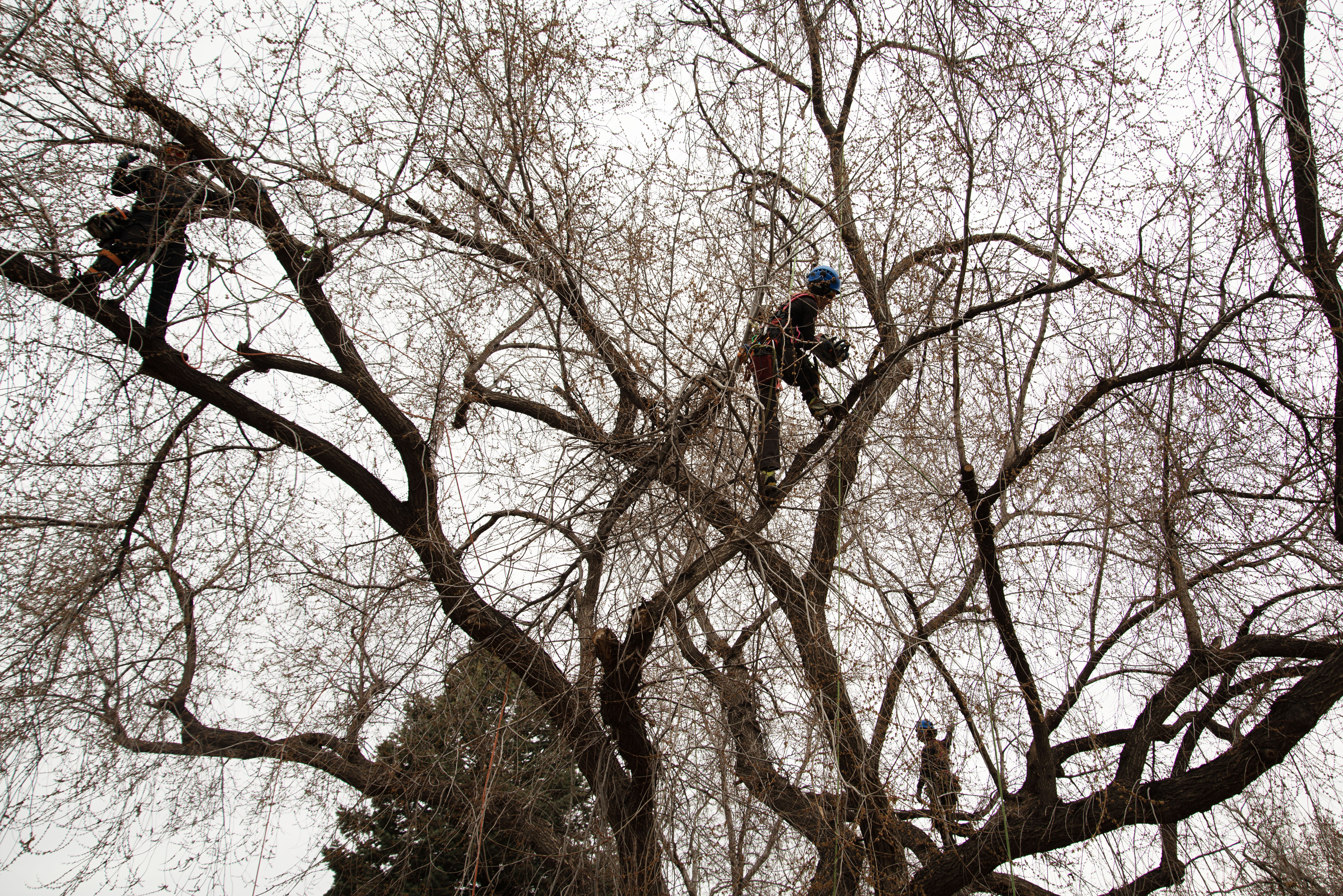 FILE PHOTO: From left, Ian Nichols, Ashley Fox and Charlie Pearson work to remove primarily dead branches from an elm tree on a resident's property in Aurora, Colo. on Tuesday, March 12, 2024. (TomHellauerMultimedia Producertom.hellauer@denvergazette.comhttps://denvergazette.com/content/tncms/avatars/f/9e/622/f9e6228a-3b6b-11ed-bf10-fbb71fa8e421.f54b911252c540f1d61709edc4727a39.png)