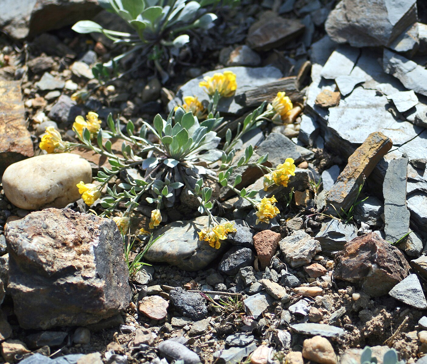 Physaria Alpina. Photo: Karelj (Wikimedia Commons).