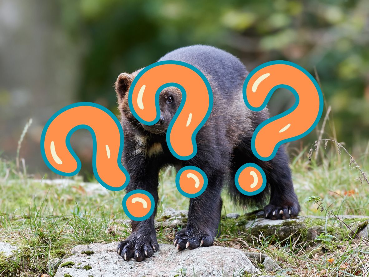 A wolverine. Photo Credit: Denja1 (iStock).