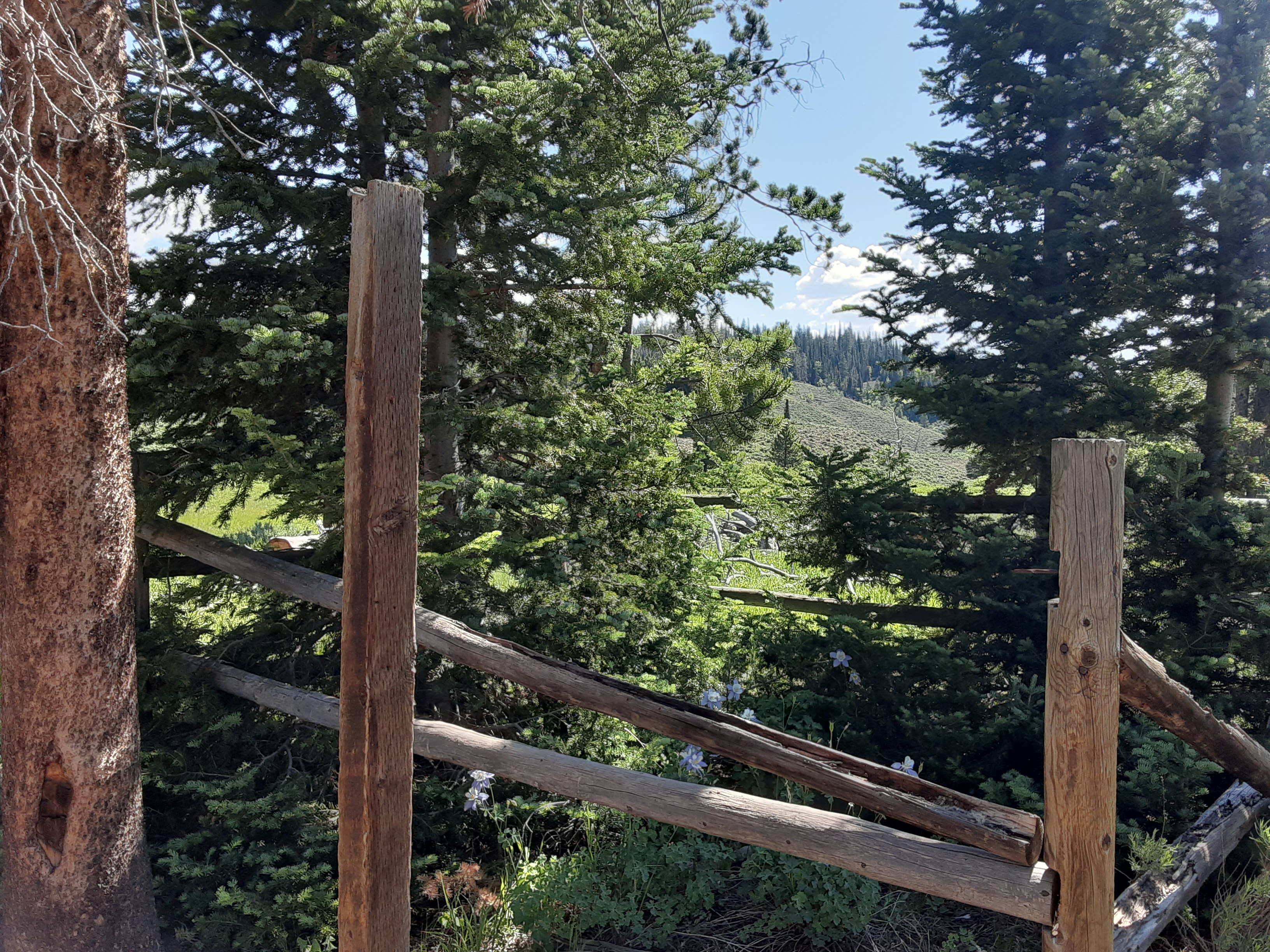 This is the grave of two sheepherders which a 1916 jury found were murdered by Joe Belardi. The gravesite is surrounded by wildflowers and marked with several firs and an aspen tree. The fence which surrounded the 10-by-10 foot square has been taken down and the sign