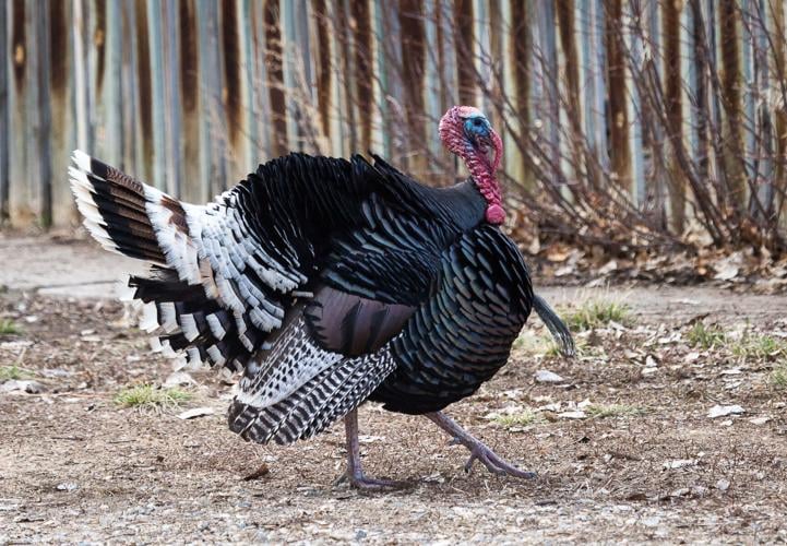 Strutting Turkey (copy)