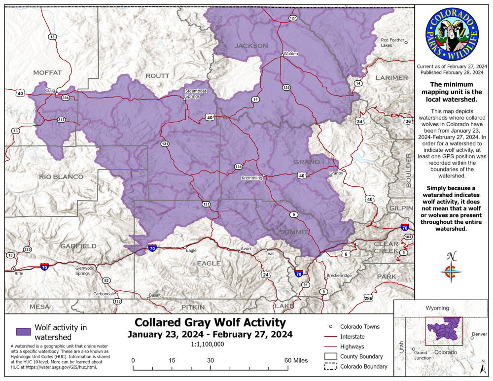 Collared Gray Wolf Activity January 23, 2024 - February 27, 2024
