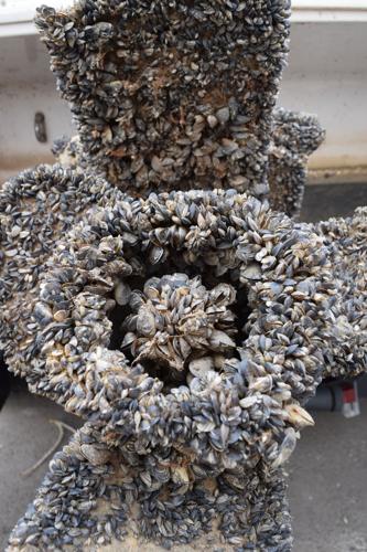 ‘Devastating’ — Zebra mussels found in Colorado River, officials scramble to develop rapid response
