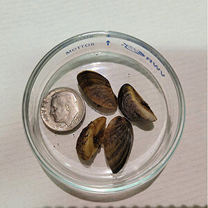 more mussels at highline copy.jpg