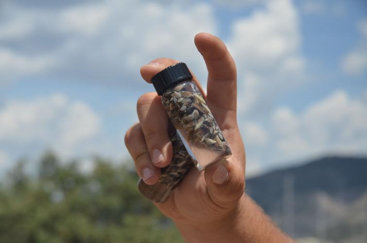 Zebra mussel specimen.JPG