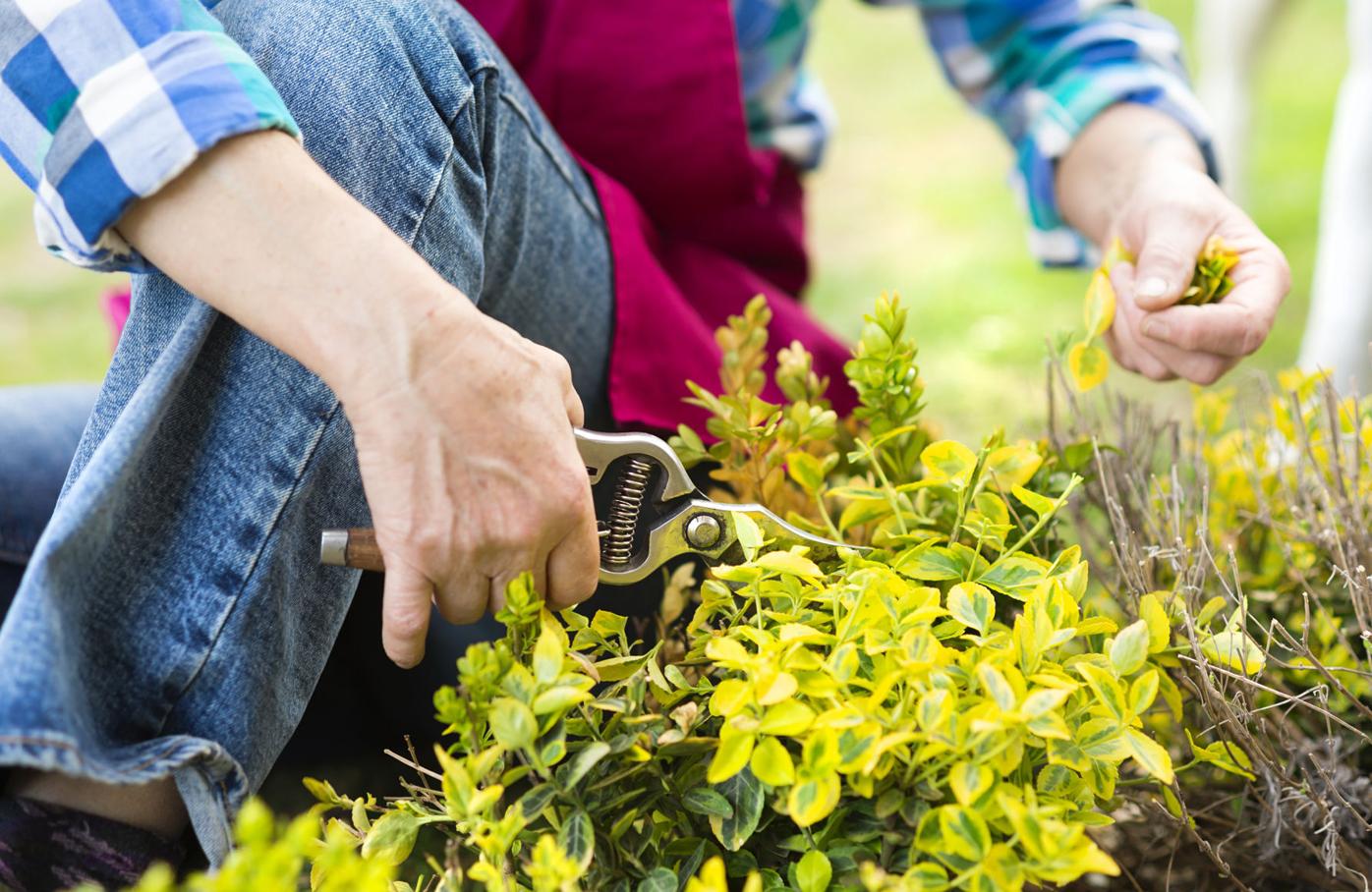 Year-round gardening: Pruning at the proper time pays big dividends later