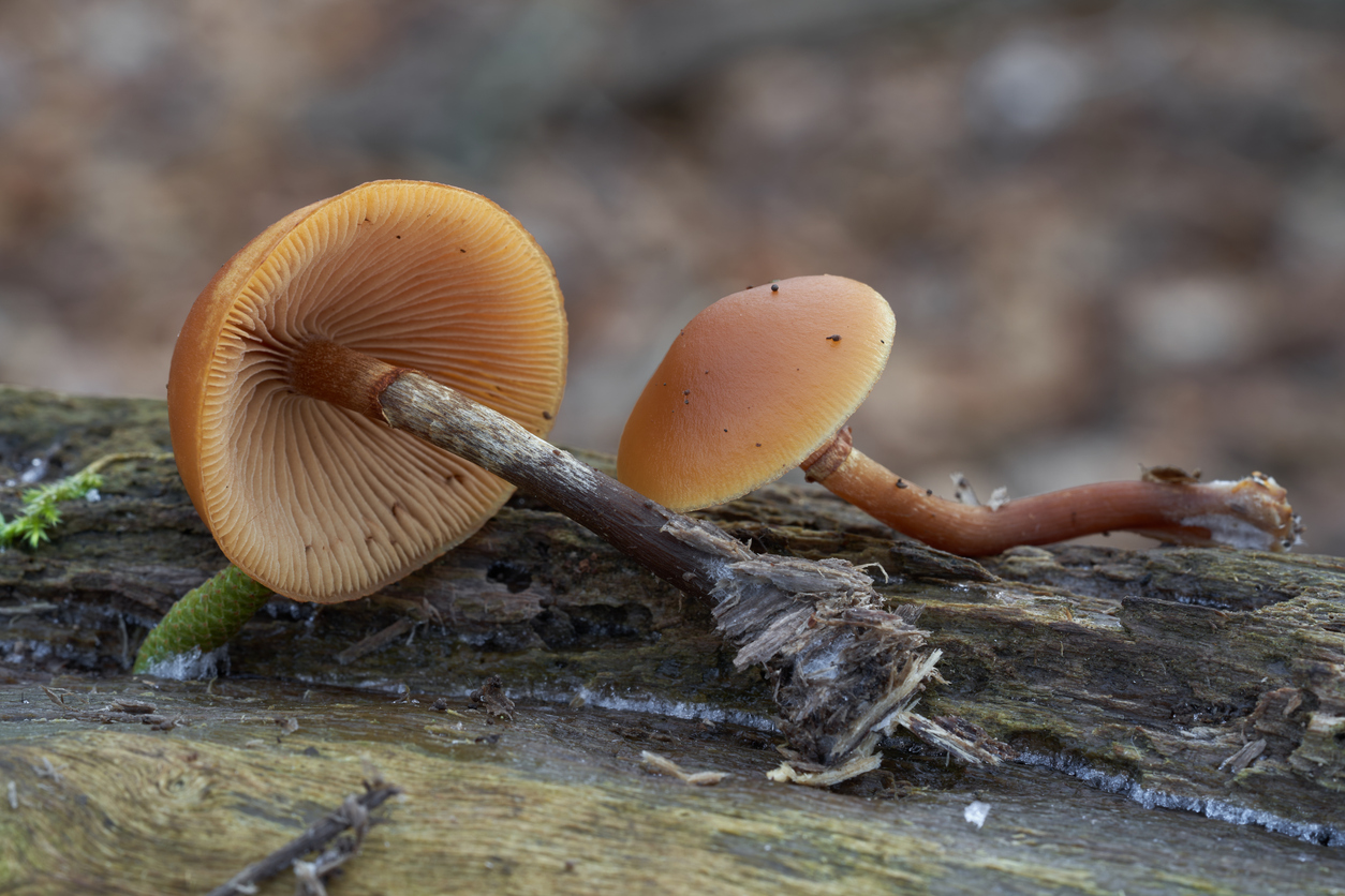 Galerina marginata. Photo Credit: (iStock). (Igor Kramar)