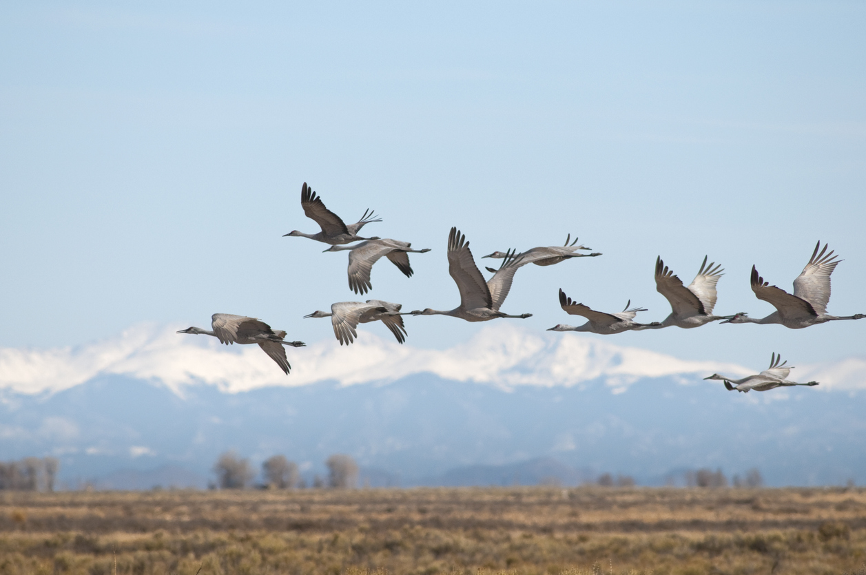 Sandhill cranes over Monte Vista, Colorado. Photo Credit: skibreck (iStock). (skibreck)