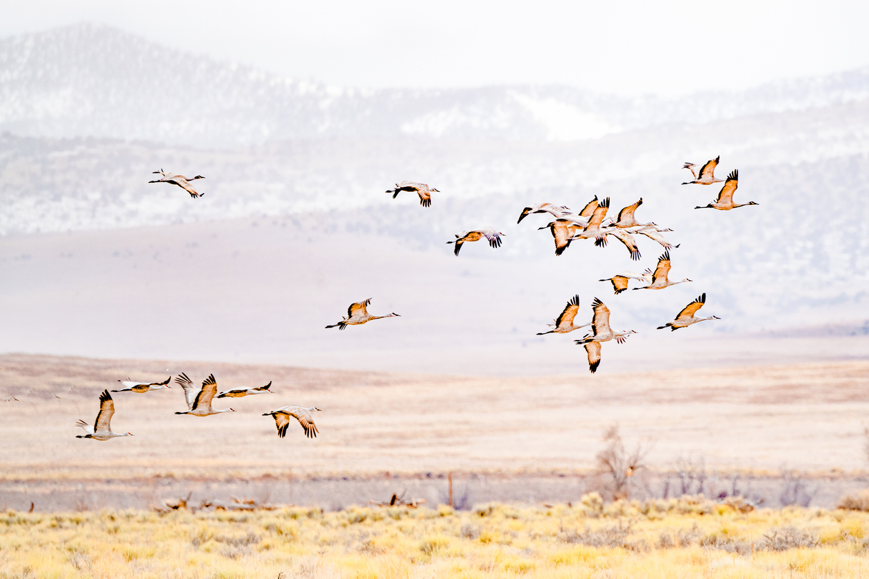Sandhill cranes. Photo Credit: John Morrison (iStock). (John Morrison)
