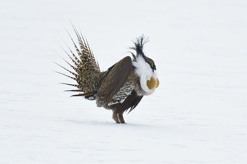 Gunnison sage-grouse. Photo Credit: LARRY LAMSA_ (Flickr). (LARRY LAMSA_)