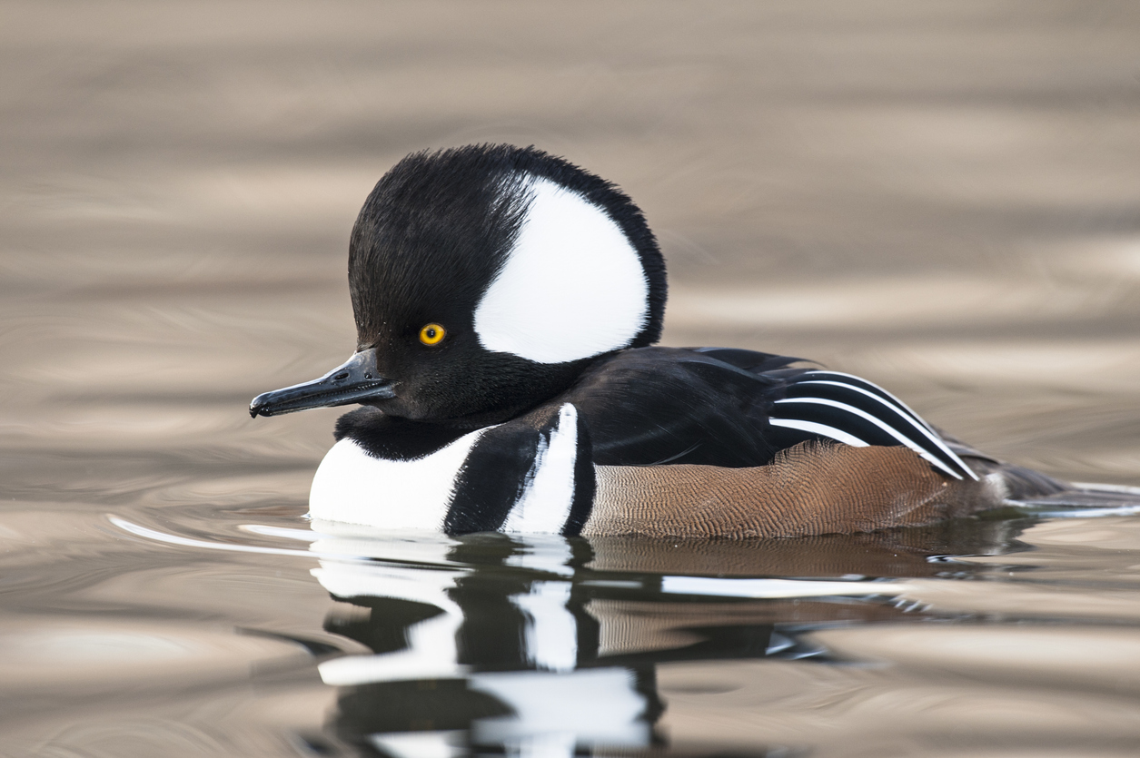 Hooded Merganser. Photo Credit: FRANKHILDEBRAND (iStock). (FRANKHILDEBRAND)