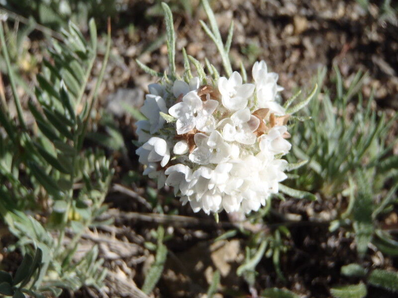 Hoosier Pass Ipomopsis. Photo Credit: Juniperus_scopulorum (Flickr).