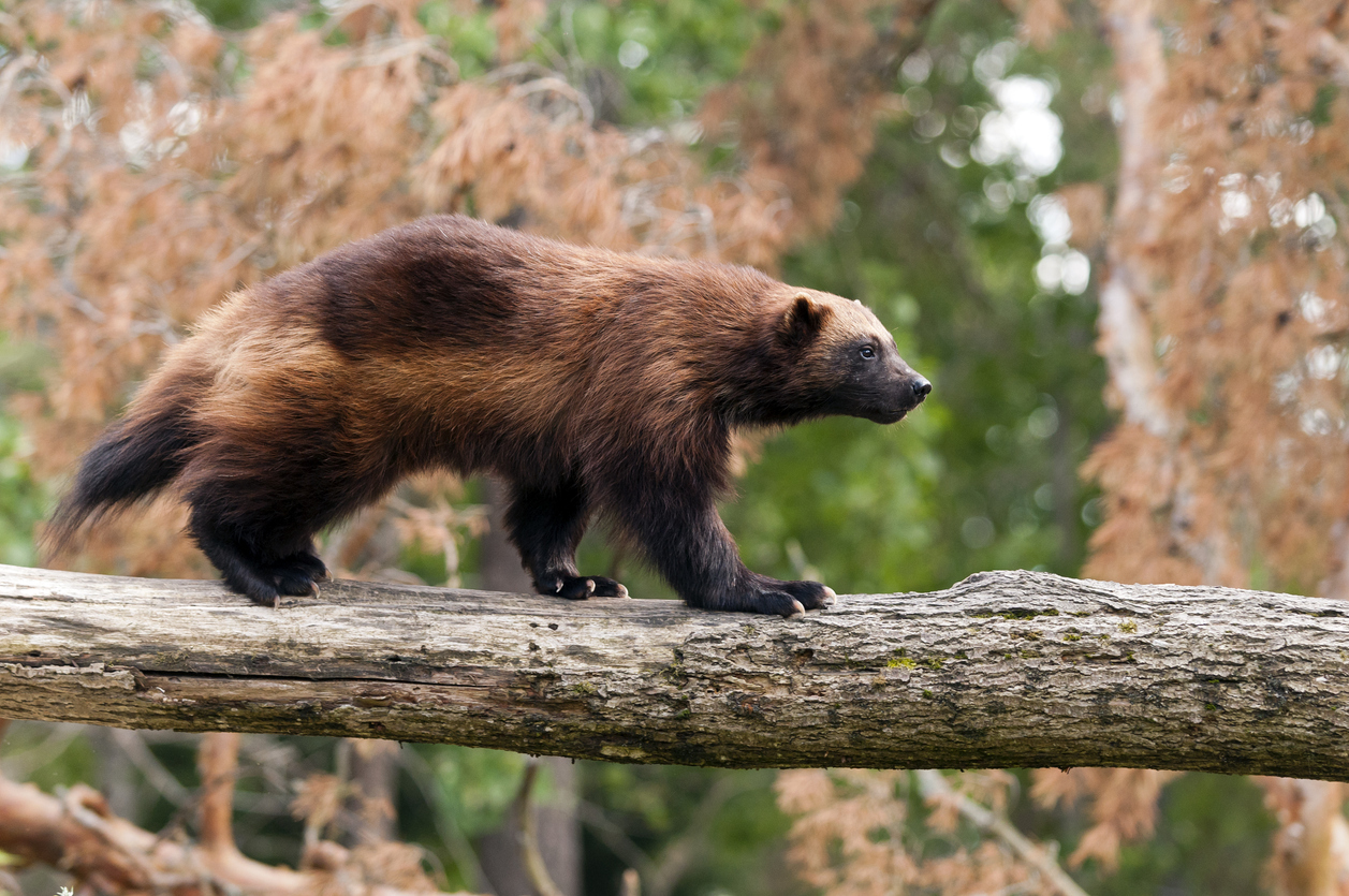 A wolverine. Photo Credit: Nazzu (iStock). (Nazzu)