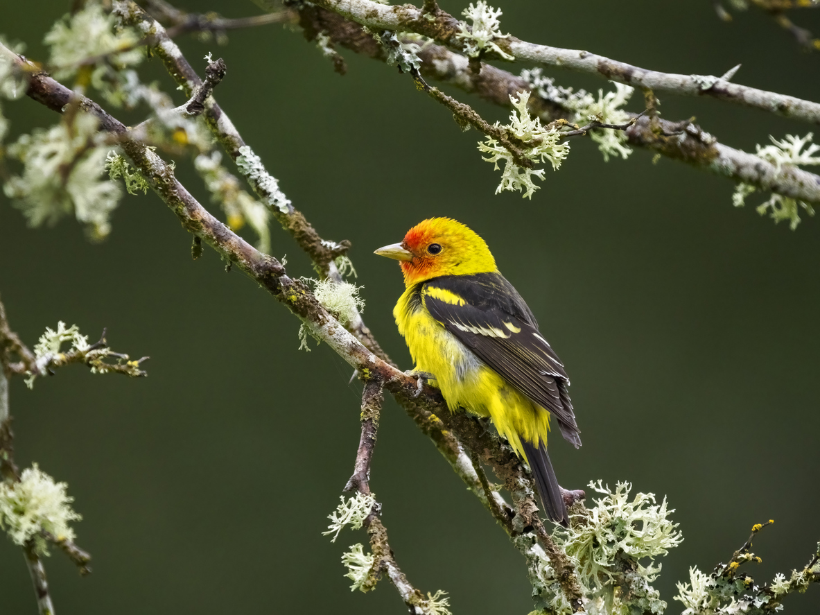 Western Tanager. Photo Credit: GarysFRP (iStock). (GarysFRP)