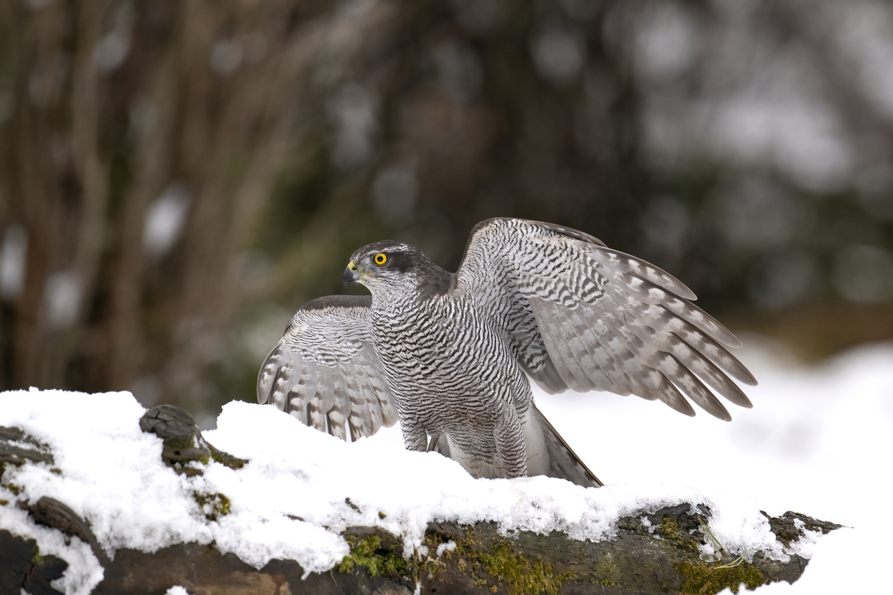 Northern Goshawk. Photo Credit: mauribo (iStock). (mauribo)