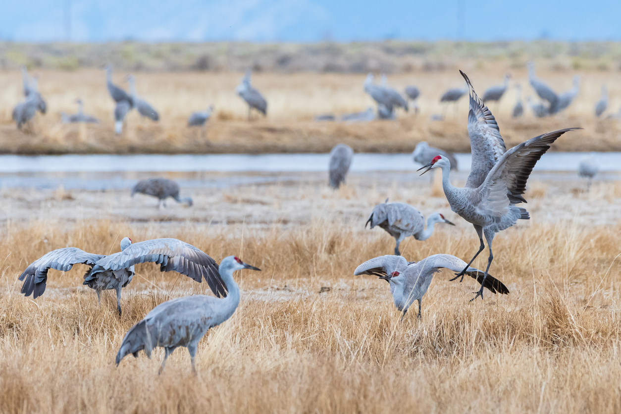 Sandhill Crane. Photo Credit: Gary Gray (iStock). (Gary Gray)