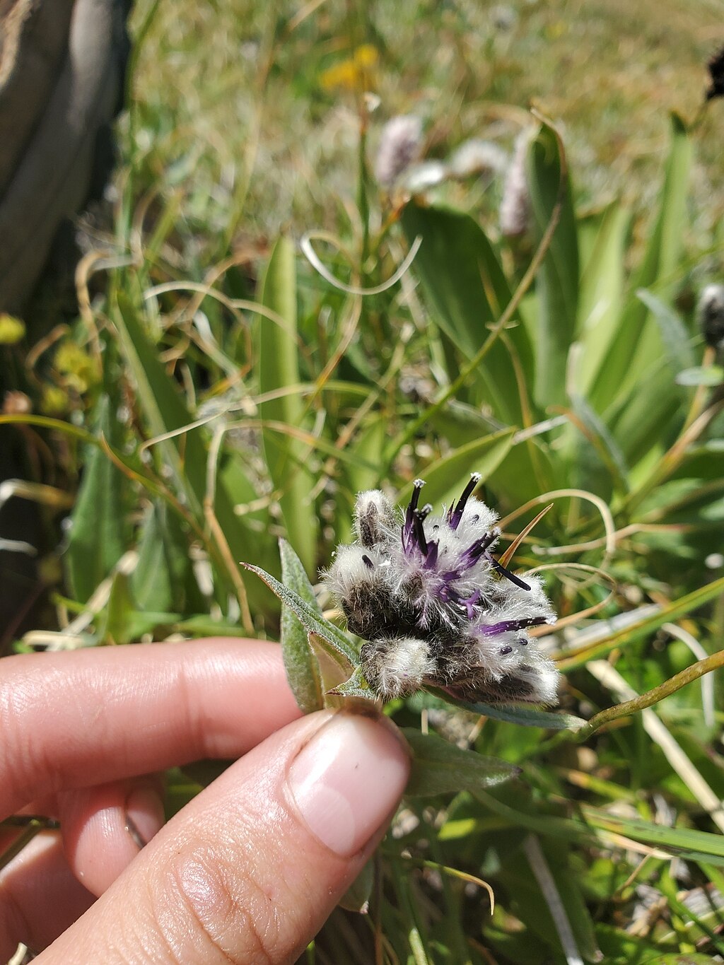 Saussurea Weber. Photo Credit: Kate (Wikimedia Commons).