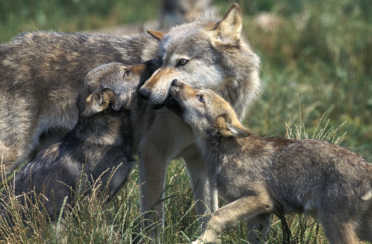 Photo Credit: slowmotiongli (iStock). (slowmotiongli)