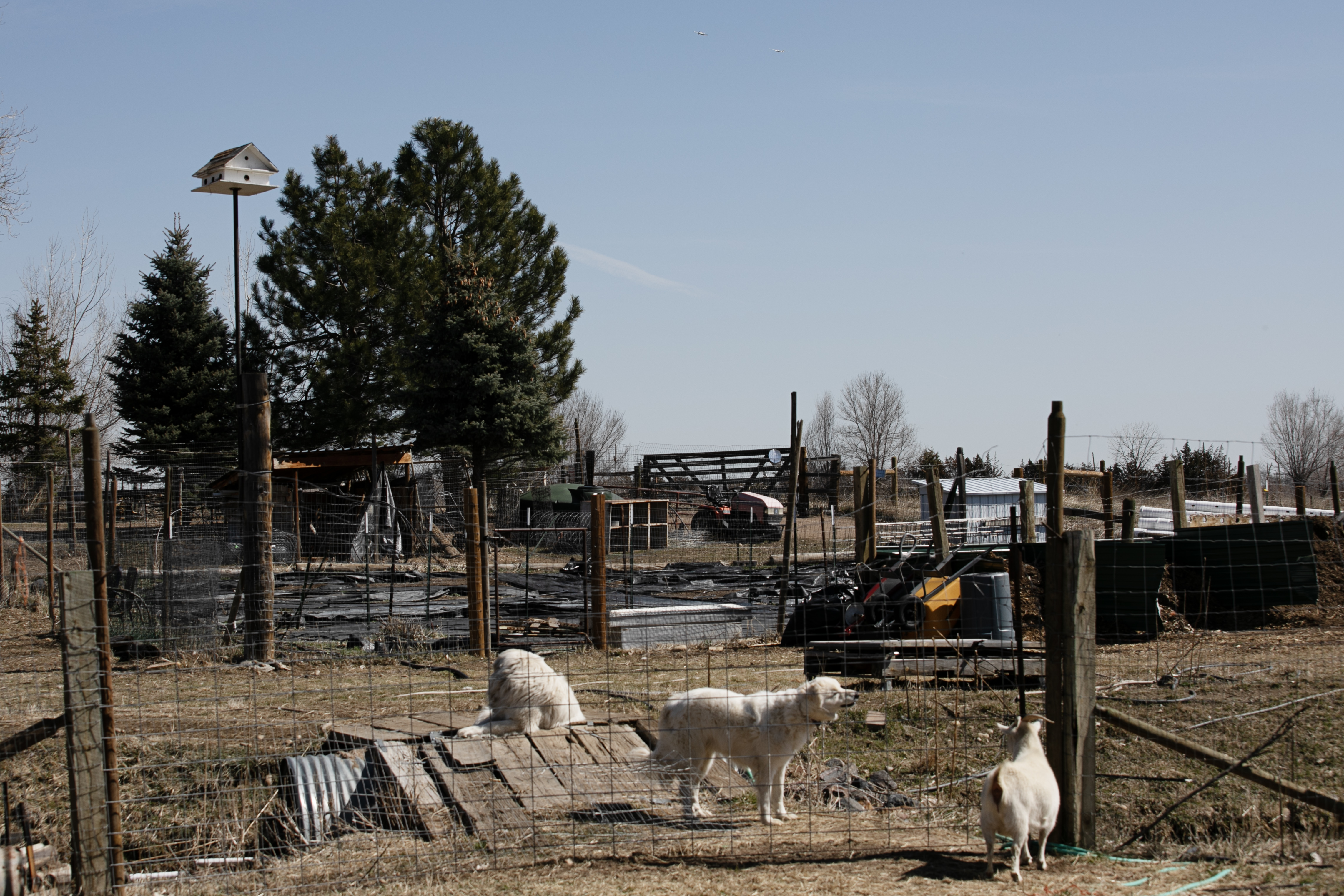Planes fly above Hep Ingram's farm property in Boulder, Colo. on Friday, March 22, 2024. Ingram believes FAA scientists improperly measured lead levels from the leaded fuels pilots use flying above his property. (TomHellauerMultimedia Producertom.hellauer@denvergazette.comhttps://denvergazette.com/content/tncms/avatars/f/9e/622/f9e6228a-3b6b-11ed-bf10-fbb71fa8e421.f54b911252c540f1d61709edc4727a39.png)