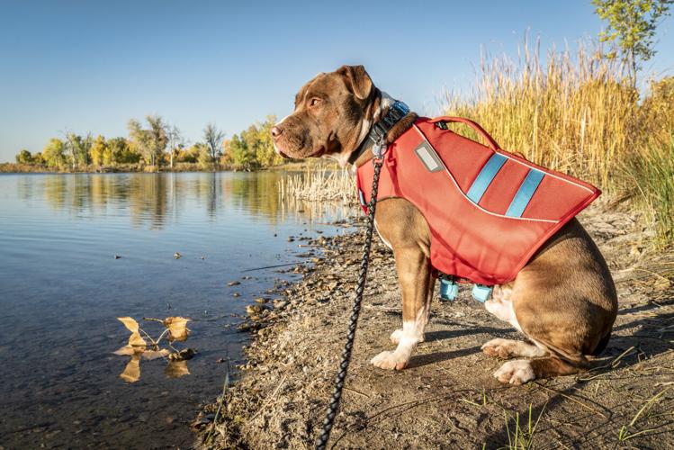 Young pit bull terrier dog in life jacket (Photo) Credit marekuliasz (iStock) (copy)