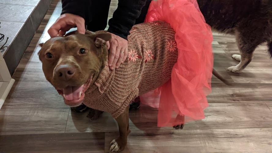 Aurora voters to decide whether to repeal ban on pit bulls