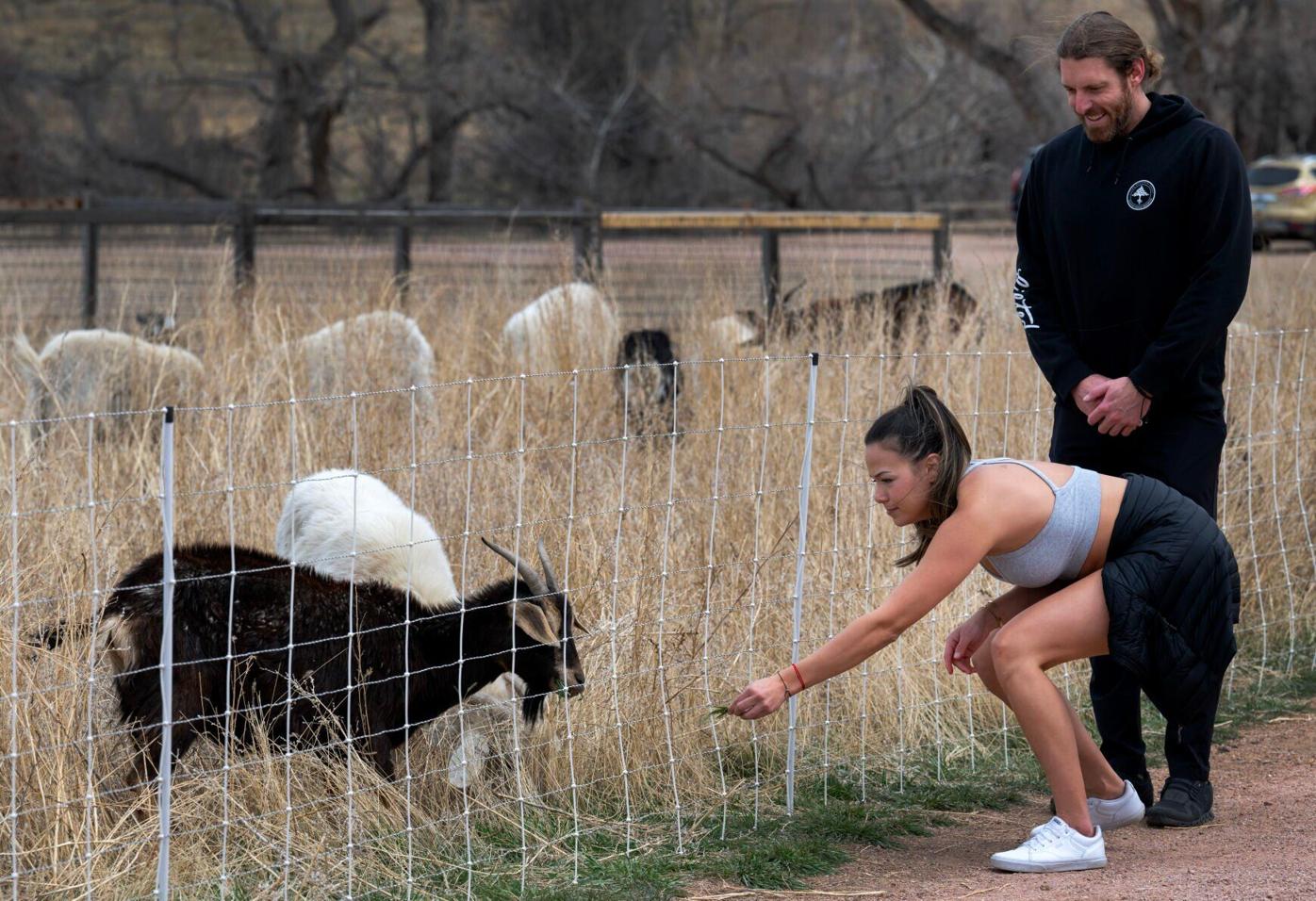 Bear Creek goats