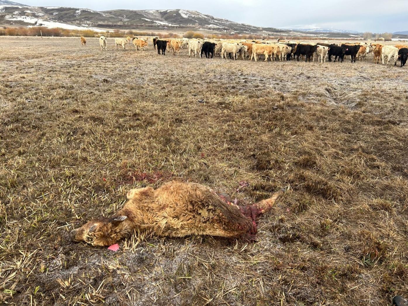 Ranchers in wolf country are now pawns | GABEL