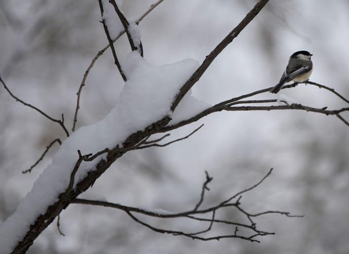 April brings with it a blanket of white (copy)