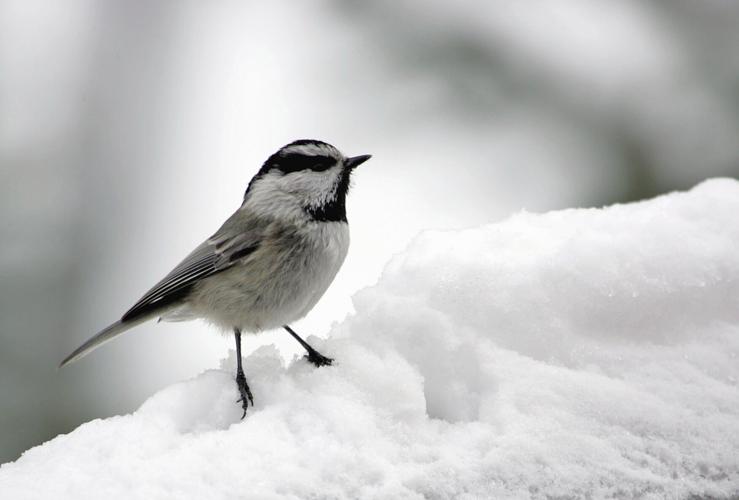 012424-cr-birdcount (copy)