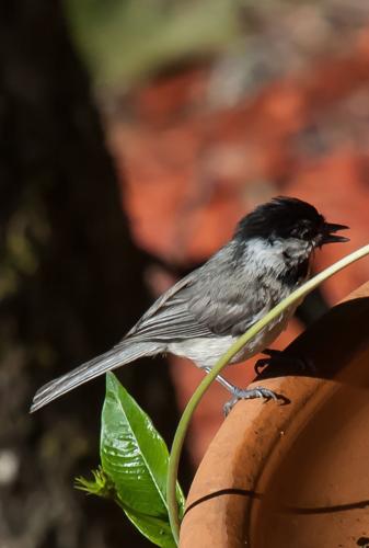 LIFE-HOME-ONGARDENING-5-MCT