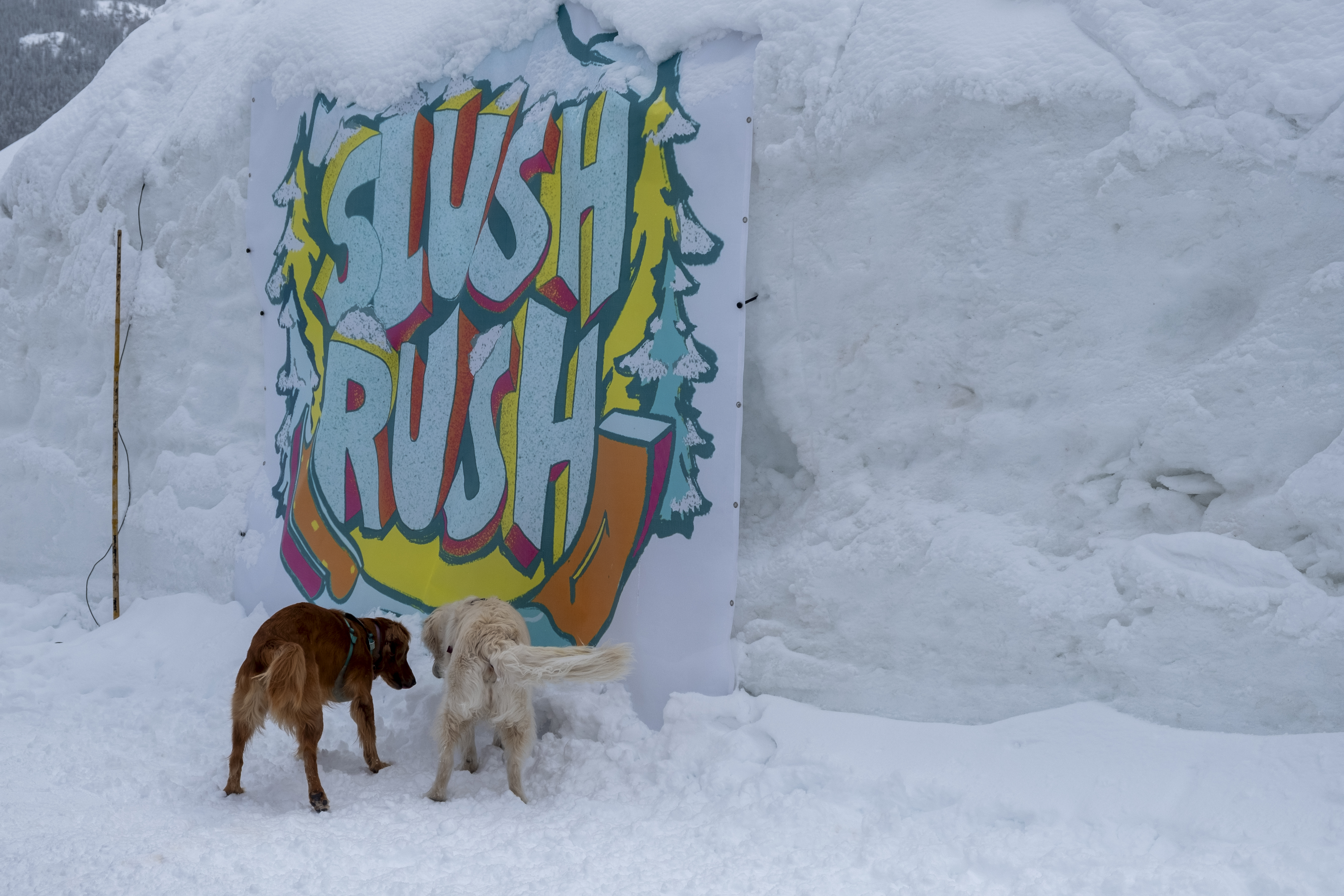 Two dogs play near a 'Slush Rush' sign pinned to the superpipe during the 2nd annual Slush Rush Saturday, April 27, 2024 at Copper Mountain Resort in Copper Mountain, Colorado. (JonathanIngrahamDigital Strategistjonathan.ingraham@denvergazette.comhttps://denvergazette.com/content/tncms/avatars/c/dd/7f0/cdd7f086-b693-11ec-b373-bba598953eb6.fc0f5608a6f1144f64f080f771bd904d.png)