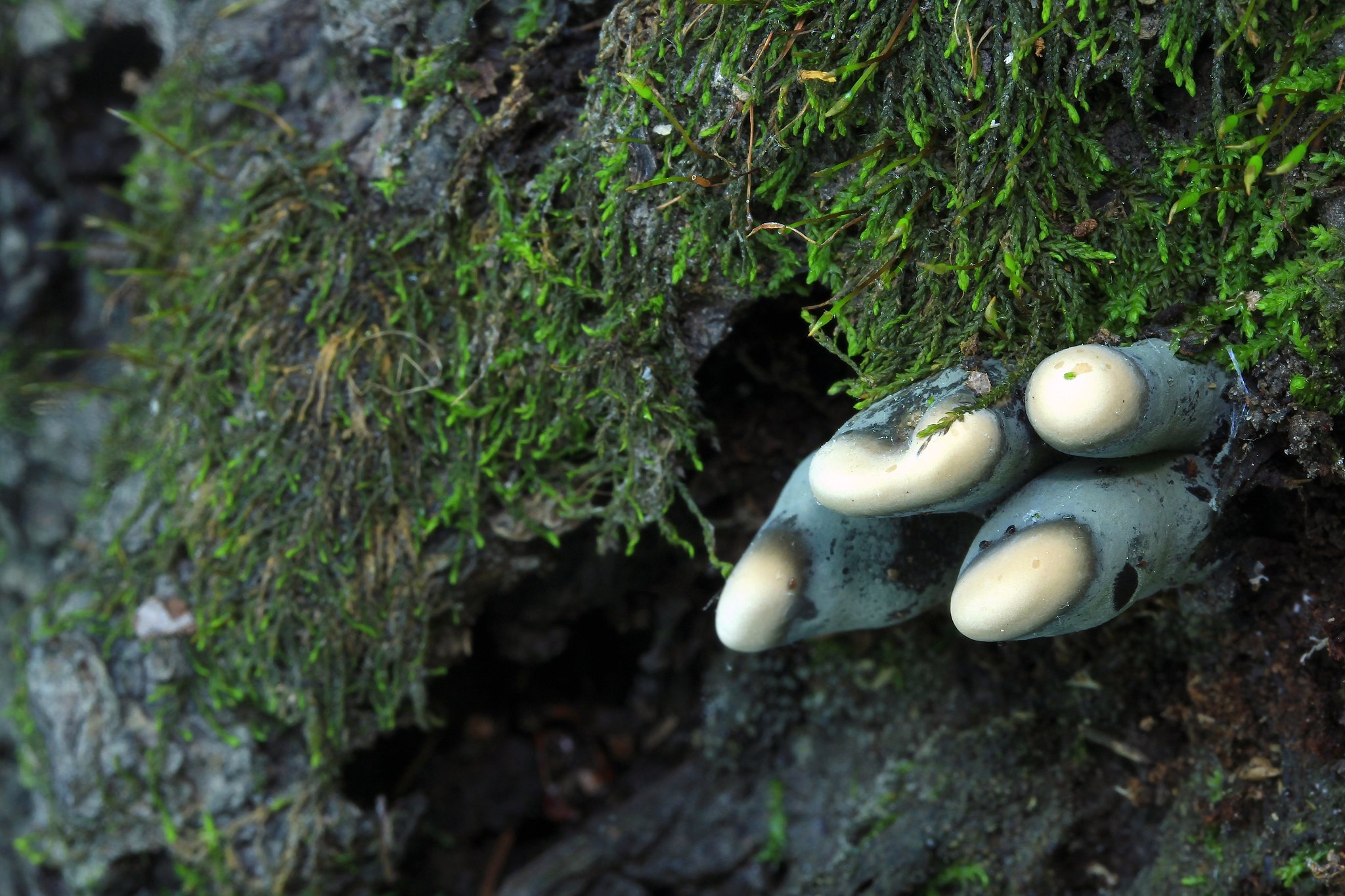Xylaria polymorpha; Photo Credit: Rocky Houghtby (Flickr, Creative Commons).