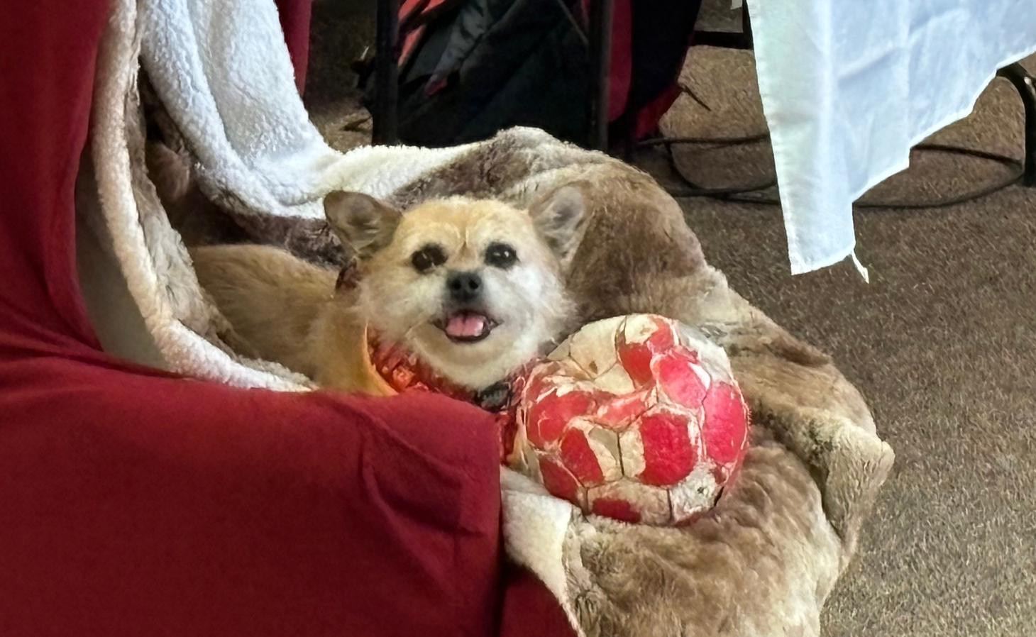 Gobi, the dog who inspired the book 