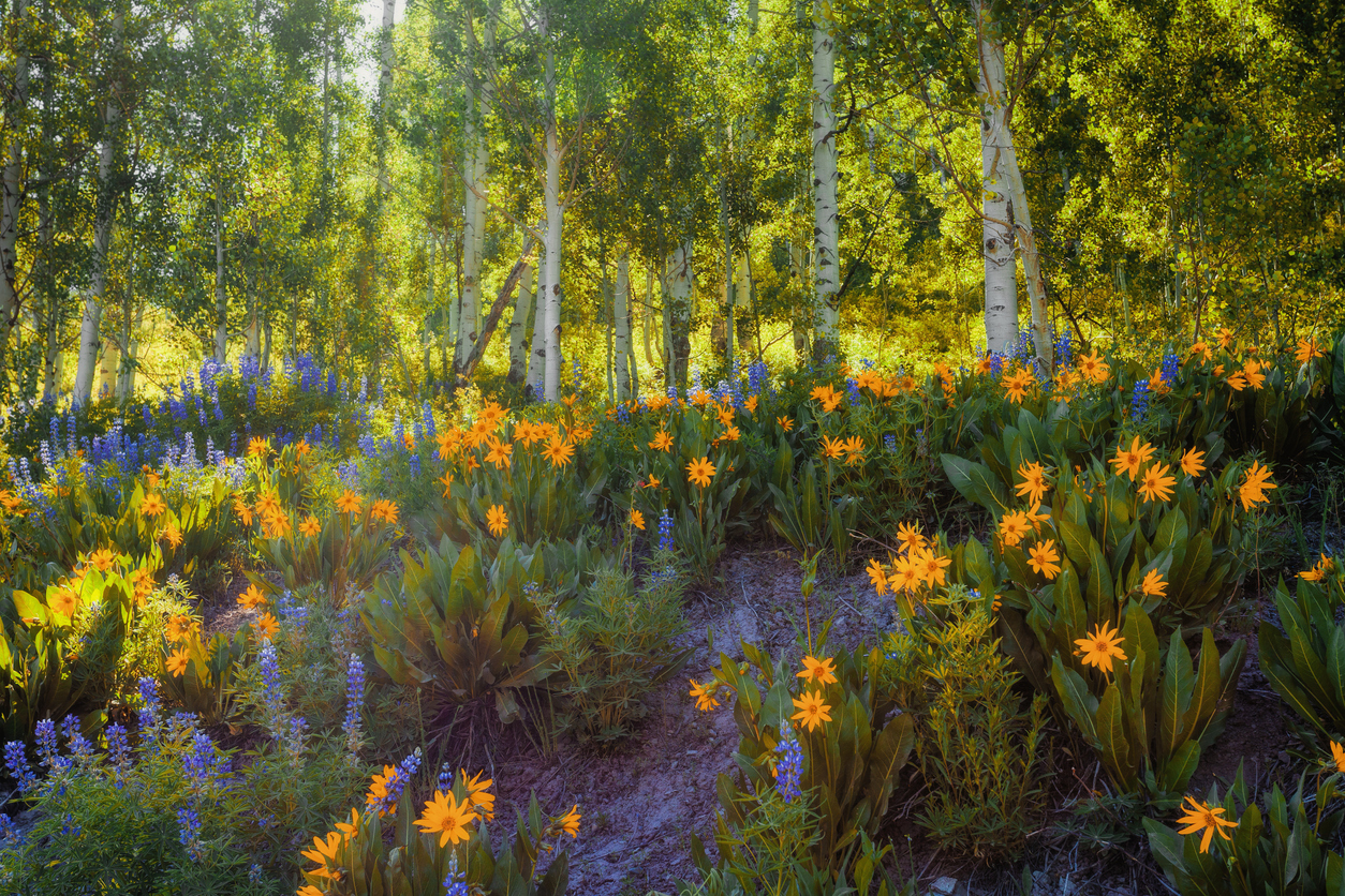 Wildflowers in Crested Butte. Photo Credit: AndrewSoundarajan (iStock). (AndrewSoundarajan)