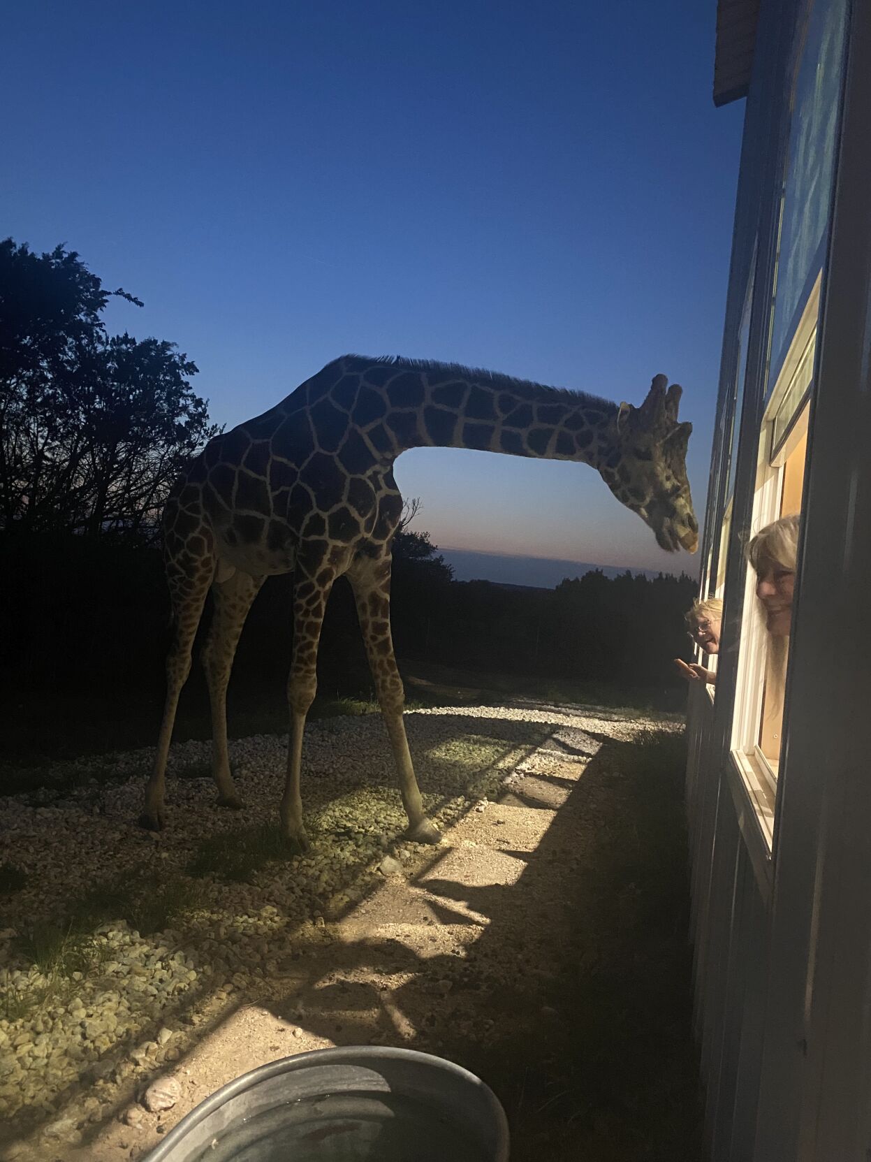 Giraffe lovers welcome to attend zoo visit, presentation with zoologist in Colorado Springs