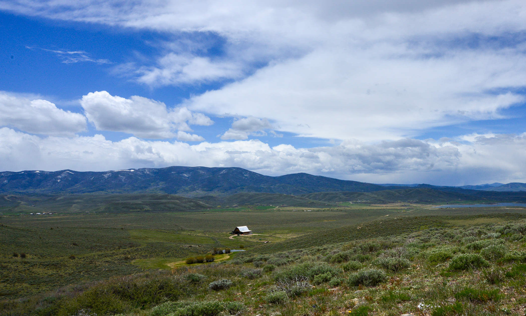 Dead cattle and high blood pressure: Wolf depredation takes toll on Colorado ranchers