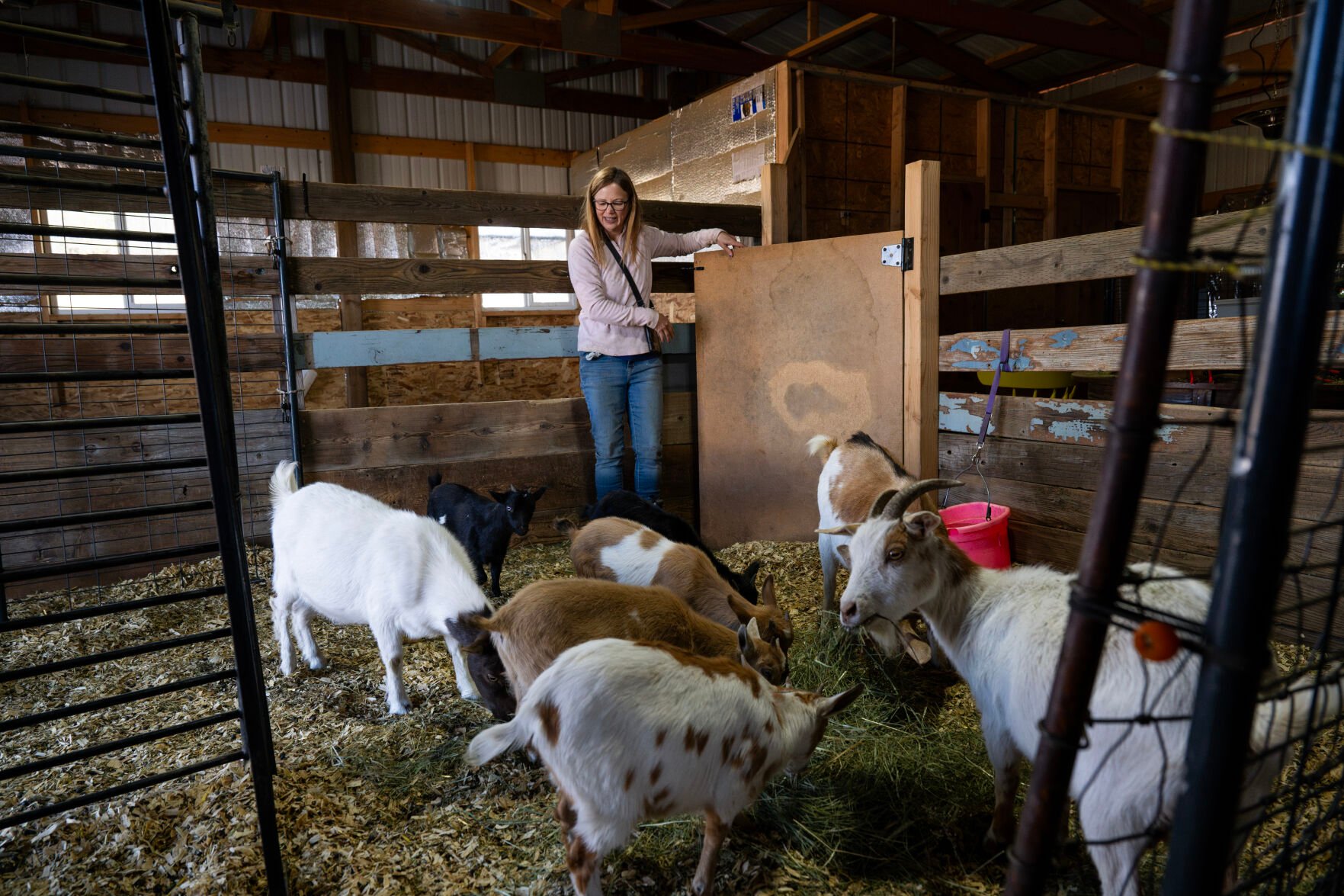 Carrie Thornburgh, the founder of OutPaws’ Sweet Home Sanctuary, feeds a group of her goats, Tuesday, April 16, 2024, in Peyton, Colo. (Parker Seibold, The Gazette) (Parker Seibold)