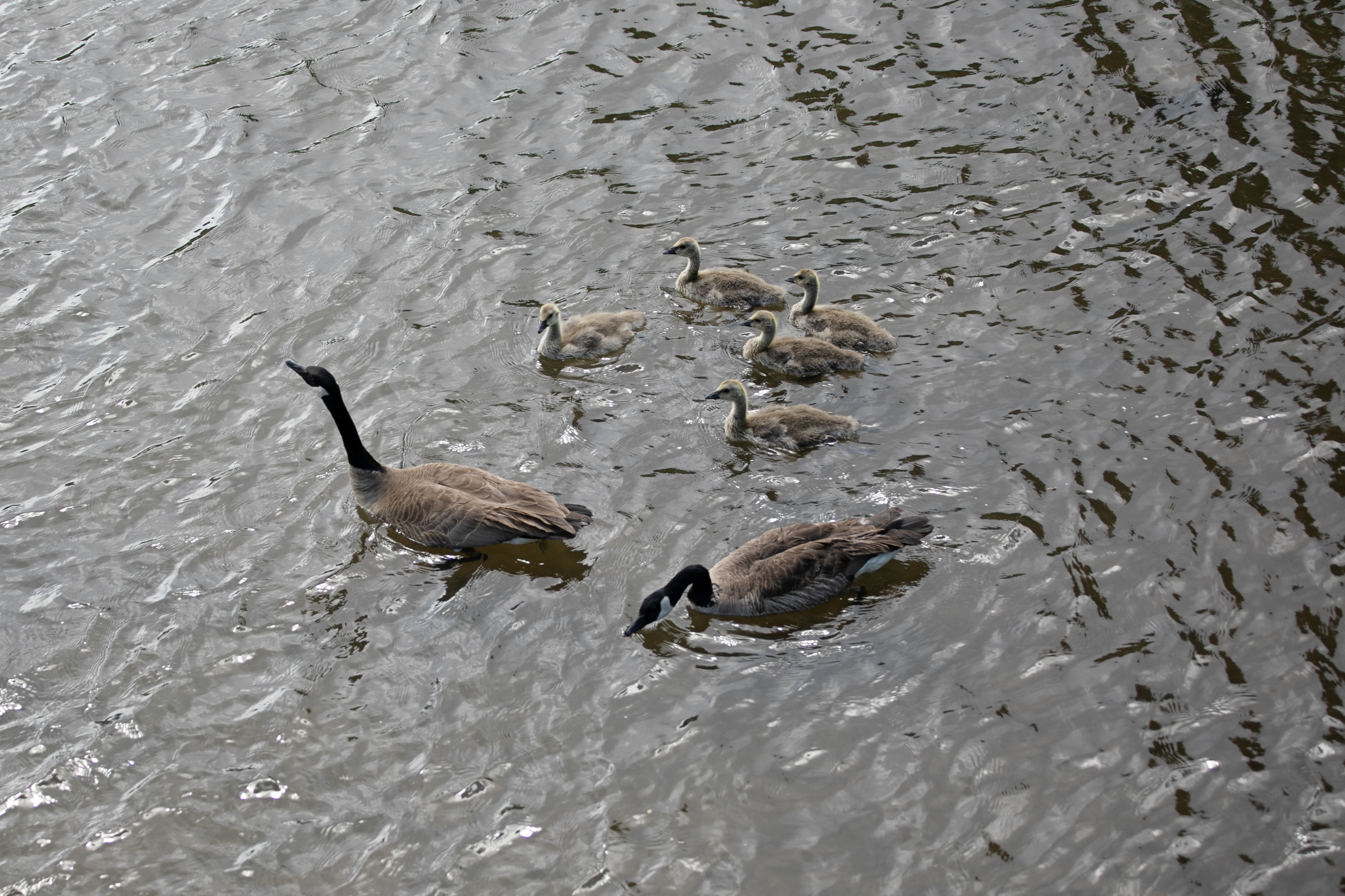A family of Canada geese swim through Clear Creek on Tuesday, May 28, 2024. (TomHellauerMultimedia Producertom.hellauer@denvergazette.comhttps://denvergazette.com/content/tncms/avatars/f/9e/622/f9e6228a-3b6b-11ed-bf10-fbb71fa8e421.f54b911252c540f1d61709edc4727a39.png)